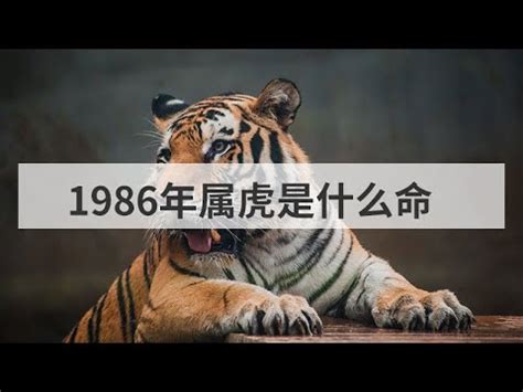 豬狗不合 1986虎五行